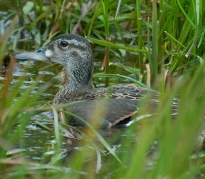 Baikal Teal, Gambell. Photo Aaron Lang.