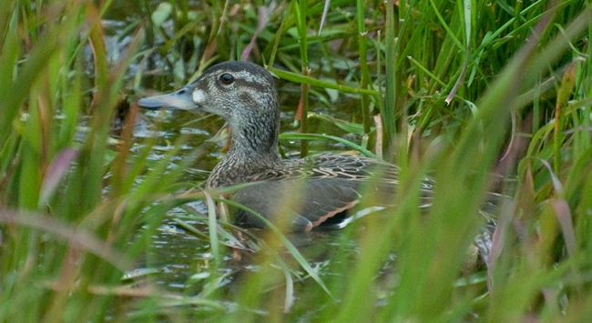 Baikal Teal, Gambell. Photo Aaron Lang.