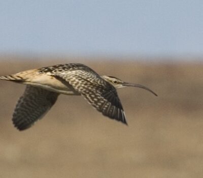 Bristle-thighed Curlew Near Nome. Photo Aaron Lang.