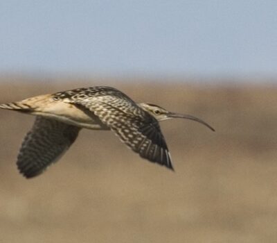 Bristle-thighed Curlew near Nome. Photo Aaron Lang.