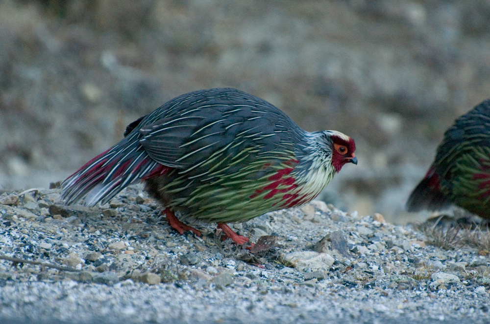 Blood Pheasant, male, Bhutan. Photo Aaron Lang.