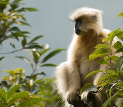 Golden Langur, Bhutan. Photo Aaron Lang.