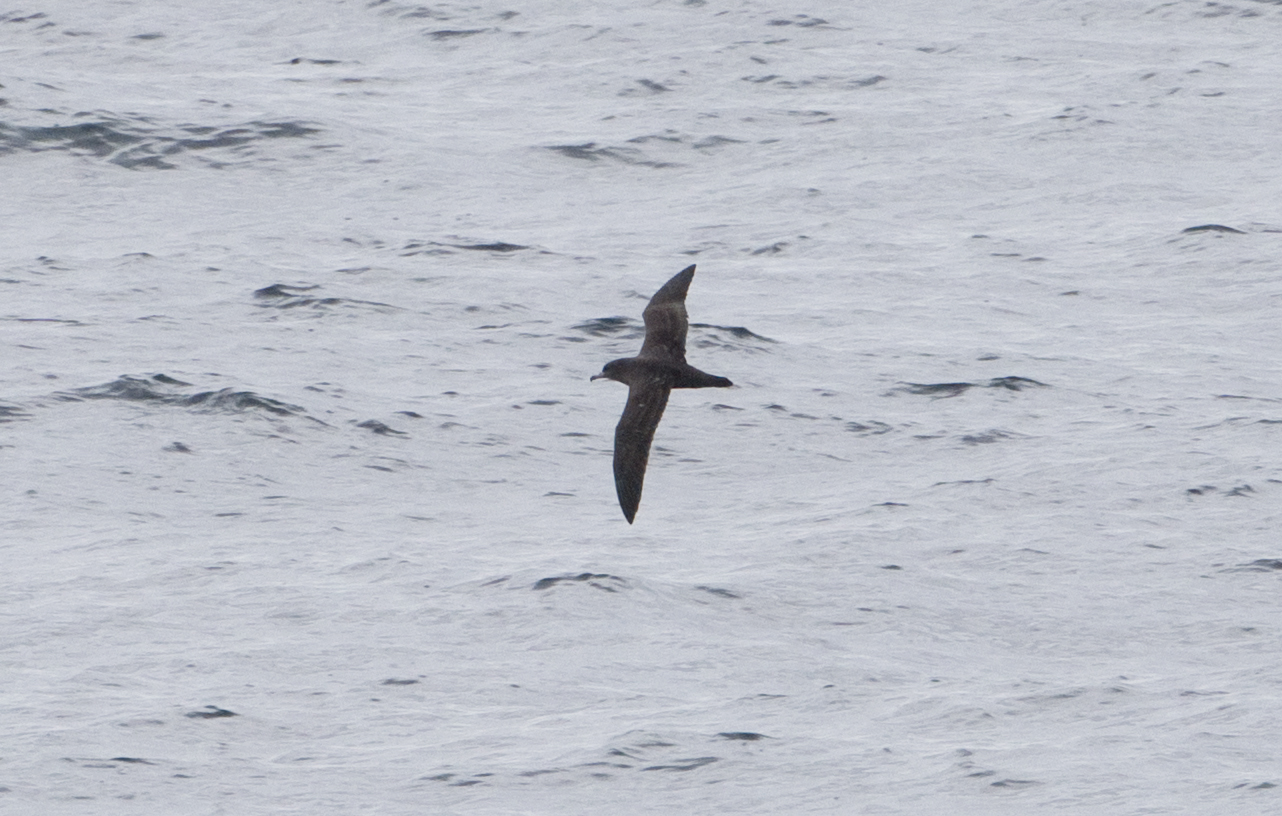 Alaska's first documented Flesh-footed Shearwater, found on our 2013 Gulf of Alaska Pelagic. Photo M. Vaughn.