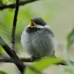 Gray-headed Chickadee