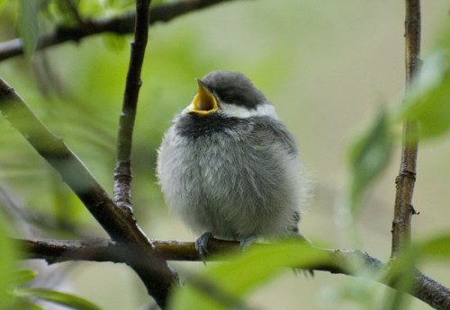 Gray-headed Chickadee