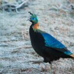 A Beautiful Himalayan Monal At Dawn In The Himalayas.