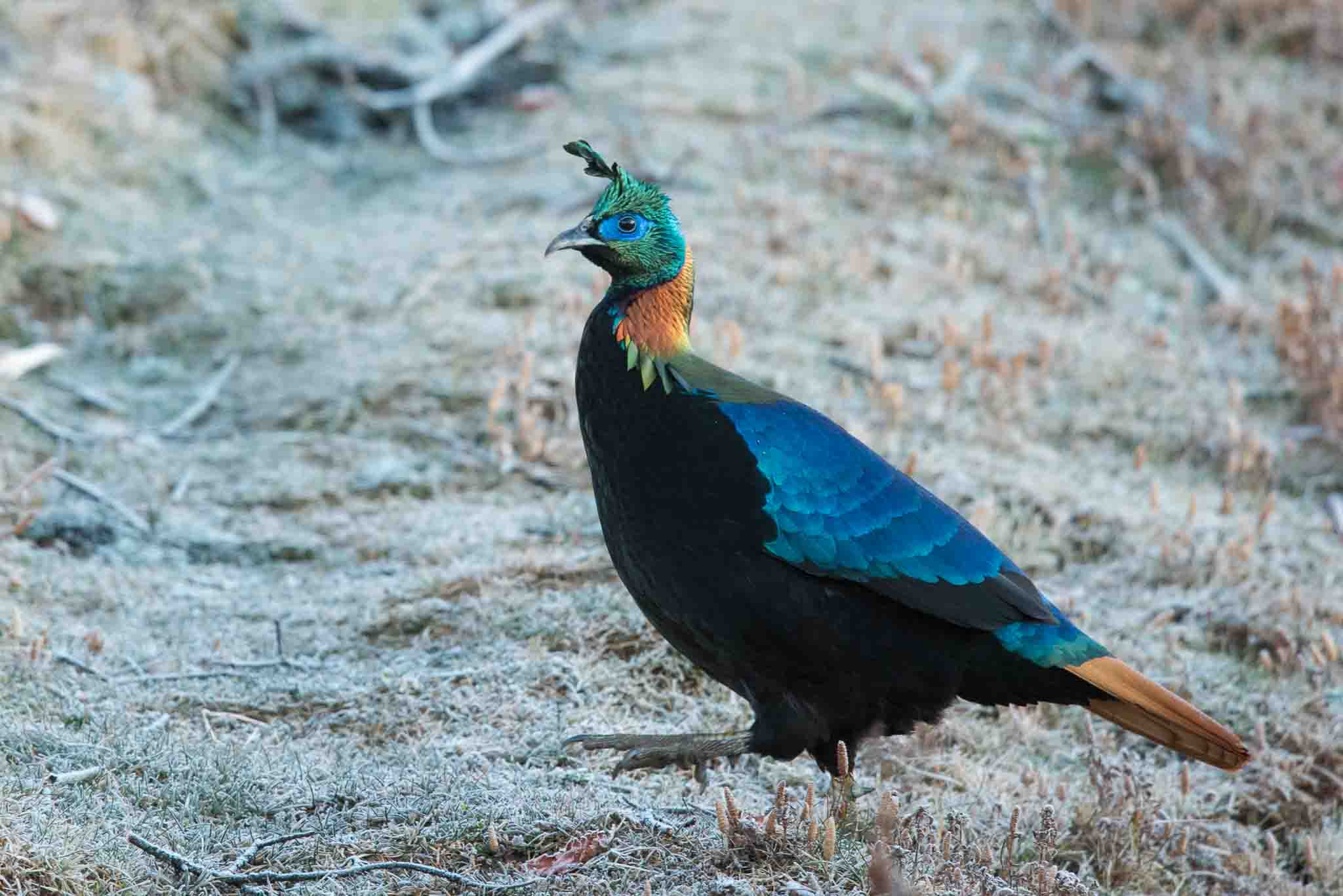 A beautiful Himalayan Monal at dawn in the Himalayas.