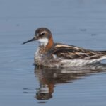 A Swimming Red-necked Phalarope At Gambell, Alaska