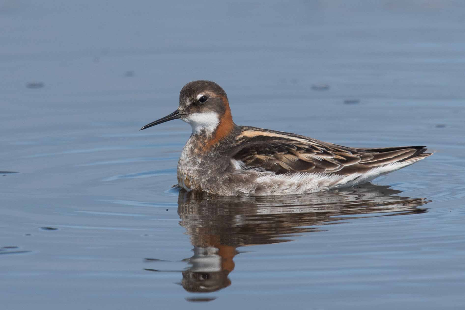 A swimming Red-necked Phalarope at Gambell, Alaska