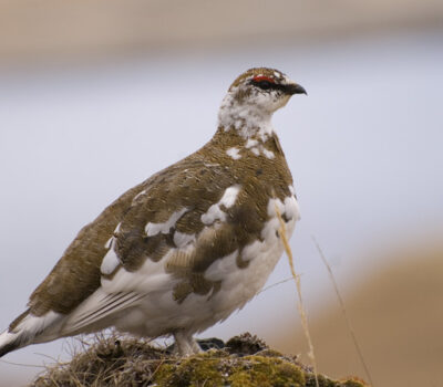 Turner's Rock Ptarmigan, Adak, Alaska. Photo Aaron Lang.