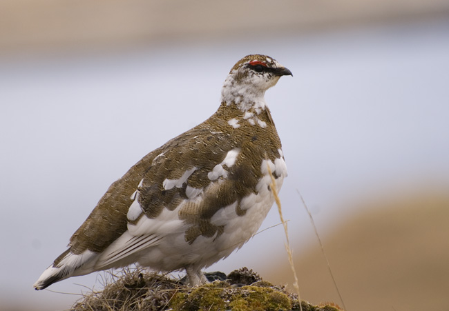 Turner's Rock Ptarmigan, Adak, Alaska. Photo Aaron Lang.