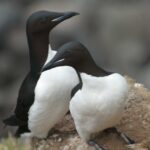 Thick-billed Murres, Pribilof Islands, Alaska