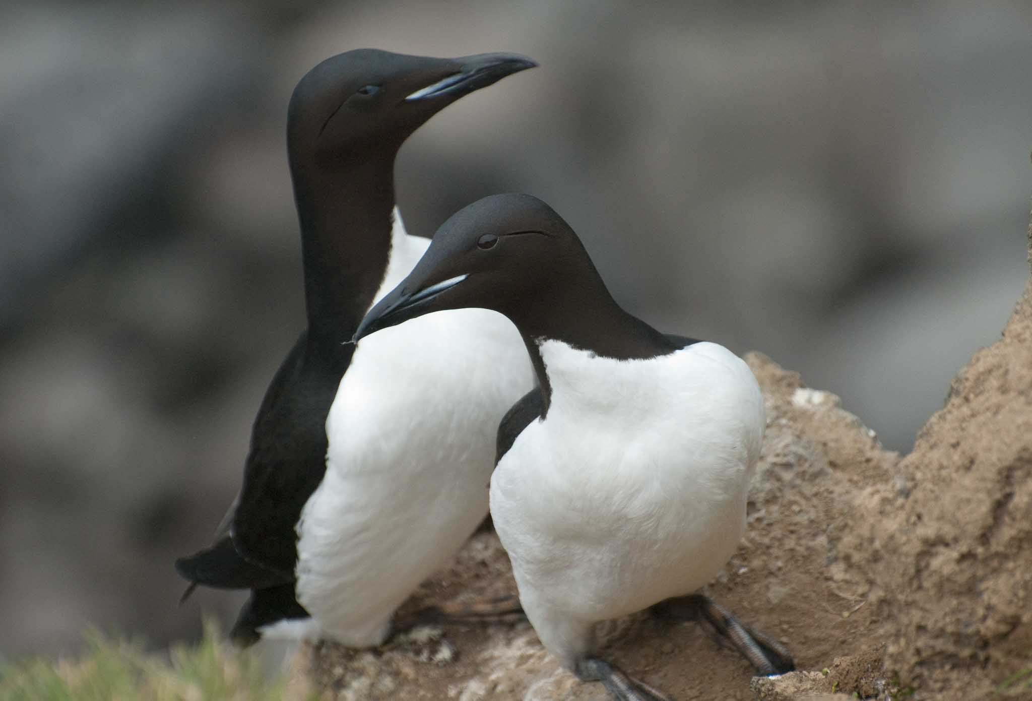 Thick-billed Murres, Pribilof Islands, Alaska