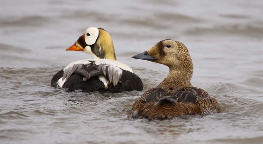 Spectacled Eider, Klas Radberg.