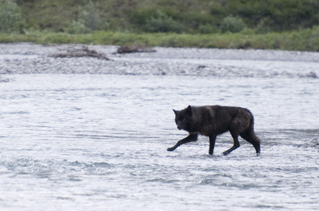 Wolf, Canning River. Photo Aaron Lang.