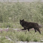 Wolf, Canning River. Photo Aaron Lang.