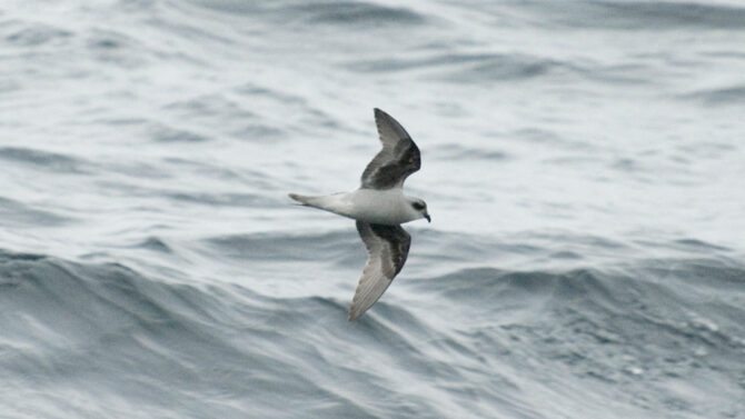 Fork-tailed Storm-Petrel. Aaron Lang.