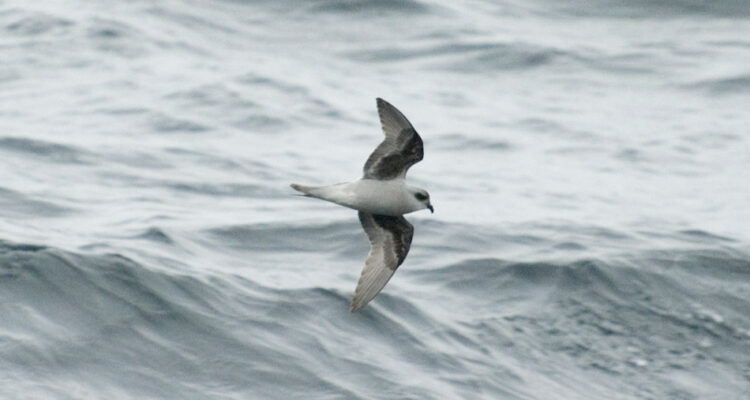 Fork-tailed Storm-Petrel. Aaron Lang.