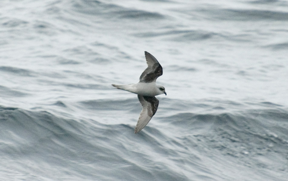 Fork-tailed Storm-Petrel. Aaron Lang.