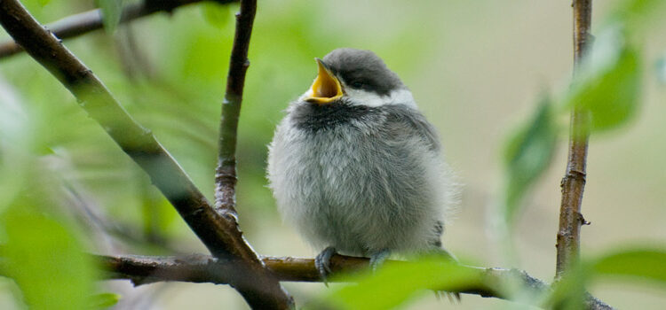 Gray-headed Chickadee, Arctic National Wildlife Refuge, Alaska