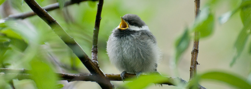 Gray-headed Chickadee, Arctic National Wildlife Refuge, Alaska