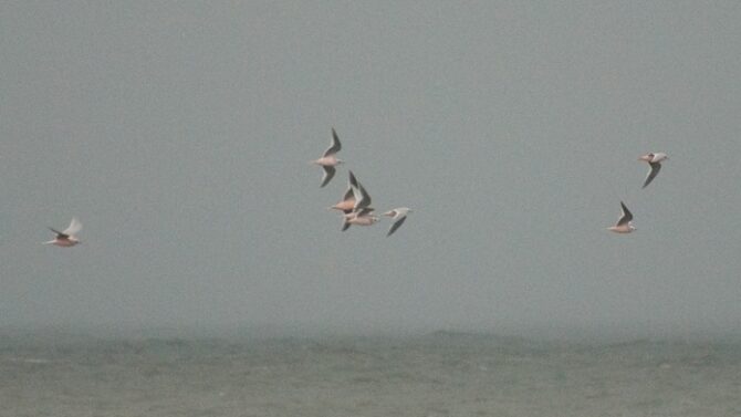 Ross's Gulls, Barrow, Alaska.