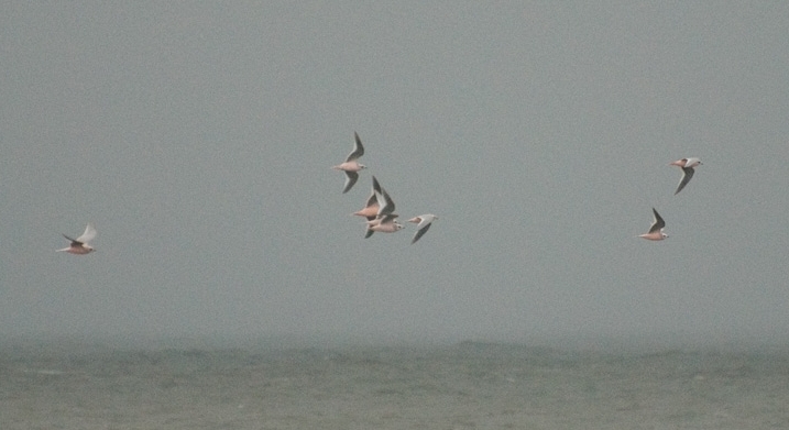 Ross's Gulls, Barrow, Alaska.