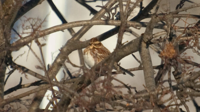 Rustic Bunting, Homer, Alaska. Photo Aaron Lang.