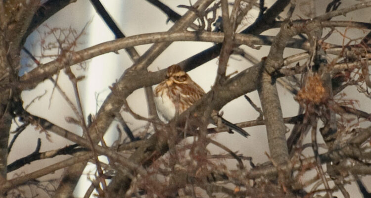 Rustic Bunting, Homer, Alaska. Photo Aaron Lang.