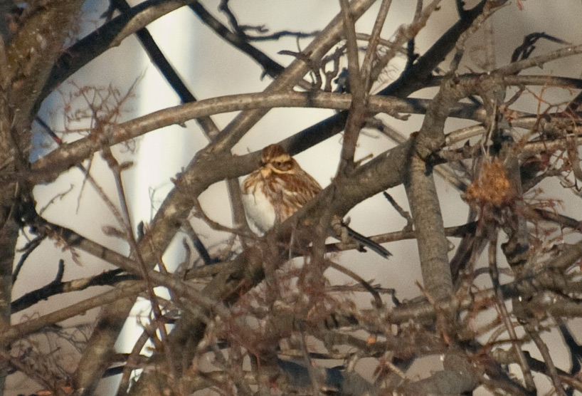 Rustic Bunting, Homer, Alaska. Photo Aaron Lang.