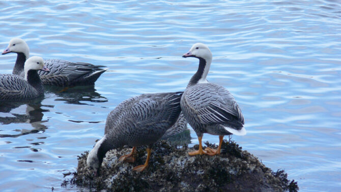 Emperor Geese Grazing On Barnacles. Aleutian Islands, Alaska. Photo Aaron Lang.