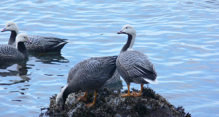 Emperor Geese Grazing On Barnacles. Aleutian Islands, Alaska. Photo Aaron Lang.