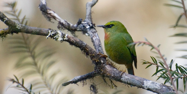 Fire-tailed Myzornis, Dochu La Pass, Bhutan. Photo Aaron Lang.