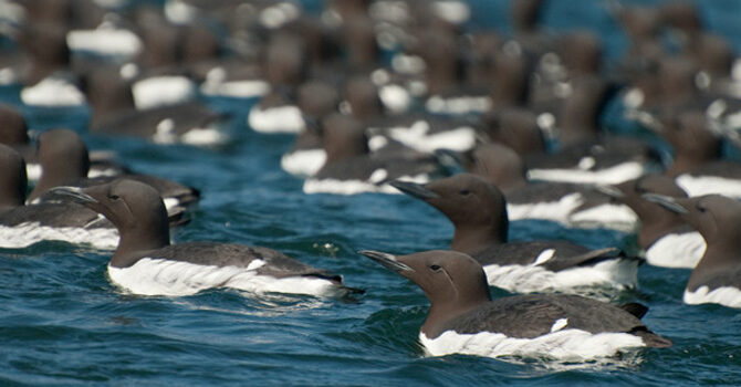 Common Murres In Homer, Alaska. Photo Aaron Lang.