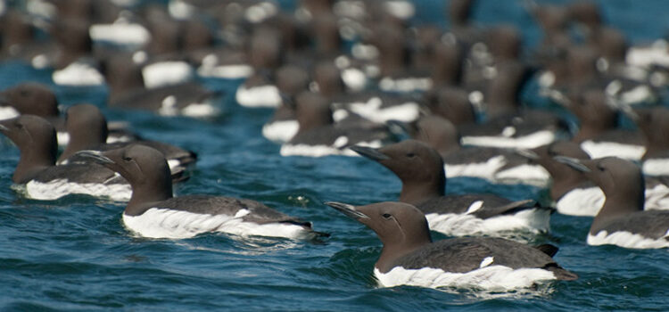 Common Murres In Homer, Alaska. Photo Aaron Lang.