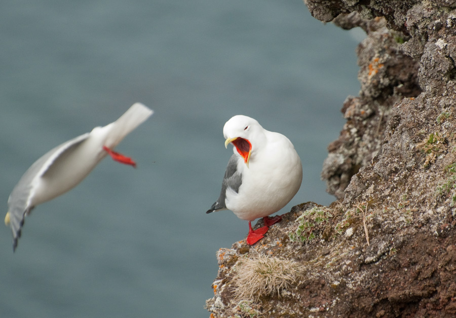 Yawn. A resting Red-legged Kittiwake seems uninterested in its admirers. Photo Aaron Lang.