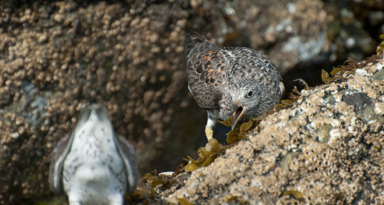 Surfbird In Homer, Alaska. Photo Aaron Lang.