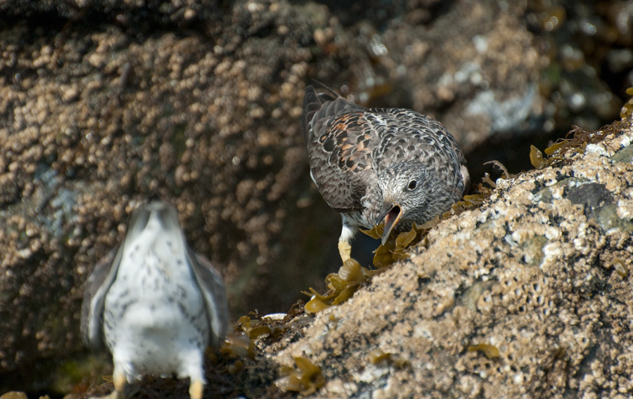 Surfbird in Homer, Alaska. Photo Aaron Lang.