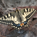 Old World Swallowtail.