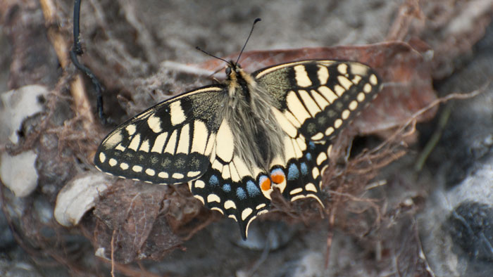 Old World Swallowtail.