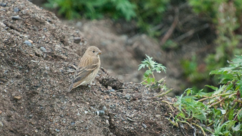 A very accommodating Common Rosefinch pauses from its meal of seeds to pose for the camera. Photo Aaron Lang.