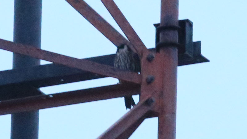 This Eurasian Hobby spent the night in this tower roost. We watched it go to bed in the evening and leave in the morning. Photo James Levison.