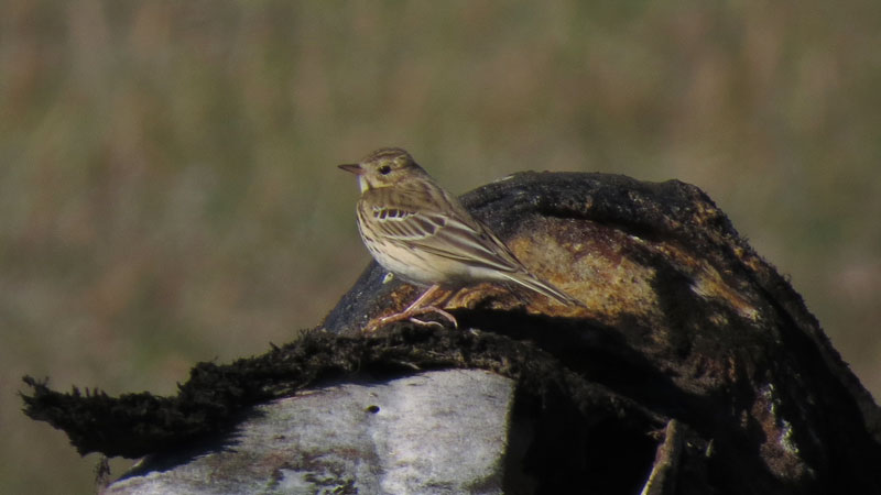 A Tree Pipit poses nicely on a bowhead whale jawbone at Gambell. Photo David Govatski.