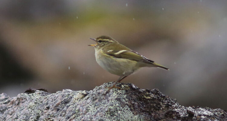 A Yellow-browed Warbler Sings From A Rock Pile In Gambell. Photo James Levison.