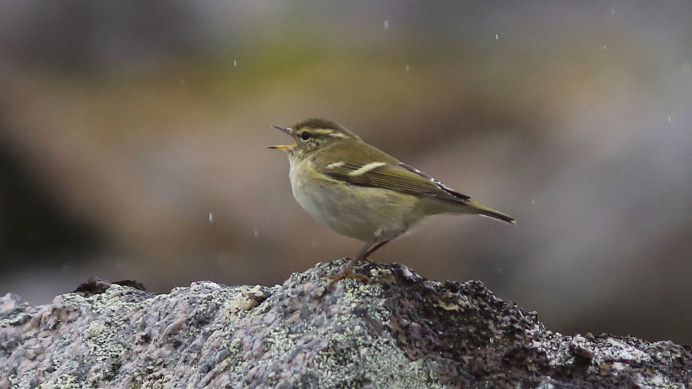 A Yellow-browed Warbler sings from a rock pile in Gambell. Photo James Levison.