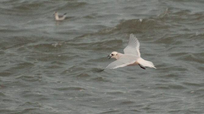 On previous tours most of our observations of Ross's Gulls were of migrants streaming past. This year we were treated to birds feeding in the frothy surf right on the beach! Photo Aaron Lang.