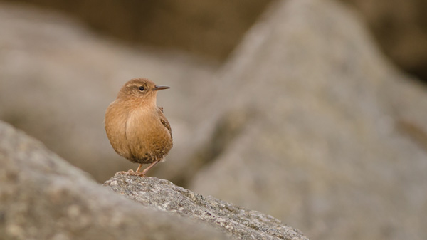 Pacific Wren On The Breakwater. Photo Lucas DeCicco.