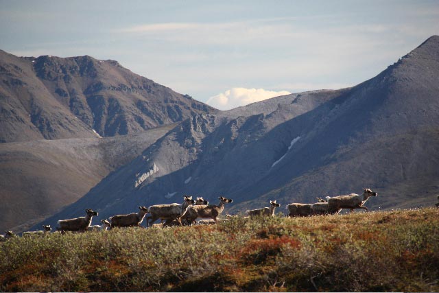 Caribou move through the area near our base camp on the Aichilik River. Photo Carole Comeau.