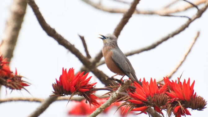 A Chestnut-tailed Starling holds court and the attention of a group of very happy birders from his perch on a flowering Bombax tree.