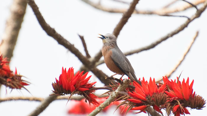 A Chestnut-tailed Starling Holds Court And The Attention Of A Group Of Very Happy Birders From His Perch On A Flowering Bombax Tree.